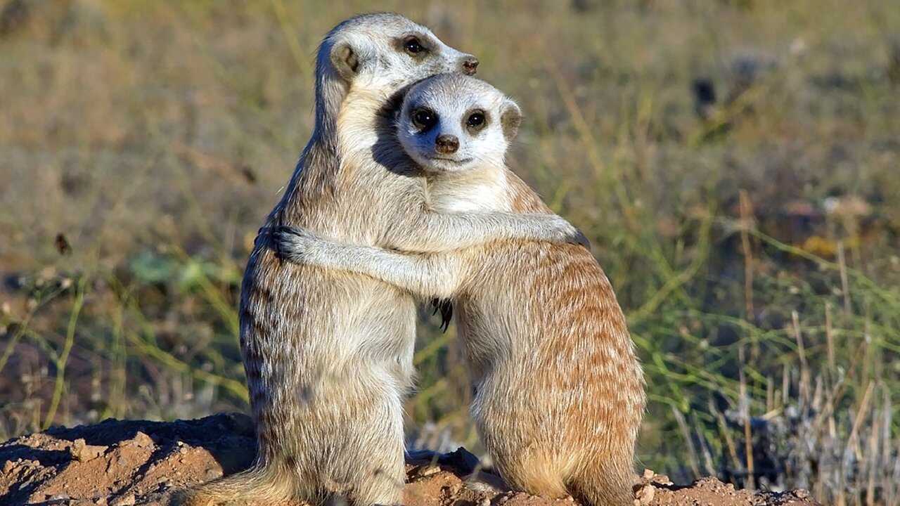 Önos