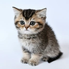 Kattunge